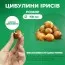 Ірис Hollandica Red Ember фото