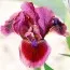 Ірис Cat's Eye фото