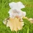 Ірис Champagne Elegance фото
