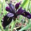 Ірис Chrysographes Black Form фото