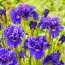 Ірис Sibirica Concord Crush фото