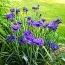Ірис Sibirica Concord Crush фото