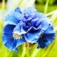 Ірис Sibirica Concord Crush фото