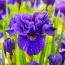 Ірис Sibirica Concord Crush фото