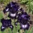 Ірис Dancing In The Dark фото
