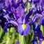 Ірис Hollandica Discovery Purple (акційний) фото