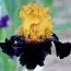 Ірис Germanica Rise Like A Phoenix фото