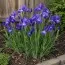 Ірис Hollandica Discovery Purple фото