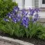 Ірис Hollandica Discovery Purple фото