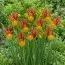 Ірис Hollandica Lion King фото