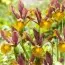 Ірис Hollandica Lion King фото