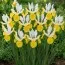 Ірис Hollandica Montecito фото