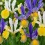 Ірис Mysterious Rainbow Mix фото