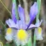 Ірис Hollandica Mystic Beauty фото