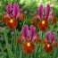 Ірис Hollandica Red Ember фото