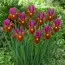 Ірис Hollandica Red Ember фото