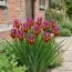 Ірис Hollandica Red Ember фото