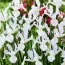 Подарунок! Ірис Hollandica White Van Vliet фото