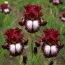 Ірис Huckleberry Sundae фото
