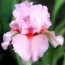 Ірис Intermedia Clearly Pink фото