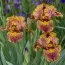 Ірис Intermedia Dude фото