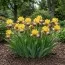 Ірис Intermedia Escapee фото