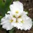 Ірис Intermedia Frosty Elegance фото