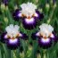 Ірис King's Reign фото