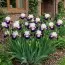 Ірис King's Reign фото