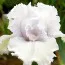 Ірис Lace Cotton фото