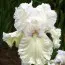 Ірис Lace Cotton фото