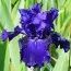 Ірис Lachlan Macquarie фото