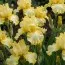 Ірис Lemon Delicios фото