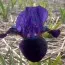 Ірис Pumila Little Shadow фото