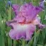 Ірис Mallow Dramatic фото