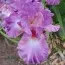 Ірис Mallow Dramatic фото