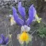 Ірис Hollandica Miss Saigon 100 шт/уп фото