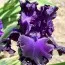Ірис Night Ruler фото