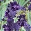 Ірис Night Ruler фото