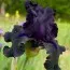 Ірис Night Ruler фото