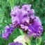 Ірис Painted Flutes фото
