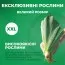 Ірис True Promises фото