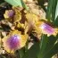 Ірис Pumila Assoted Favors фото