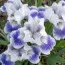 Ірис Pumila Big Blue Eyes фото