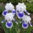 Ірис Pumila Big Blue Eyes фото