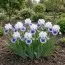 Ірис Pumila Big Blue Eyes фото