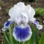 Ірис Pumila Big Blue Eyes фото