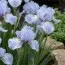 Ірис Pumila Blue Bauble фото