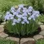 Ірис Pumila Blue Bauble фото