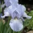 Ірис Pumila Blue Bauble фото